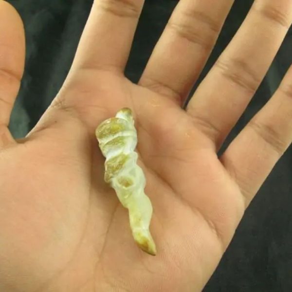 White Tiger Horns Fossil - Type B3