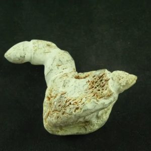 White Tiger Horns - Type C1