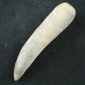 White Tiger Horns - Type D4