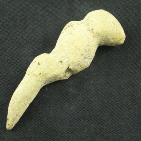 White Tiger Horns - Type C3 - Image 2