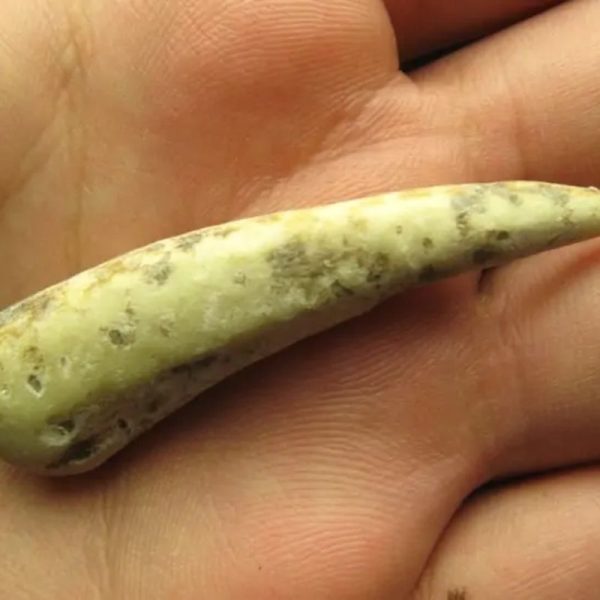 White Tiger Horns - Type D1 - Image 2