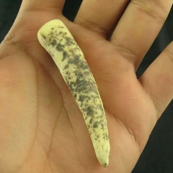 White Tiger Horns - Type E3 - Image 2