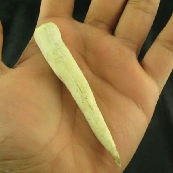 White Tiger Horns - Type F1 - Image 2