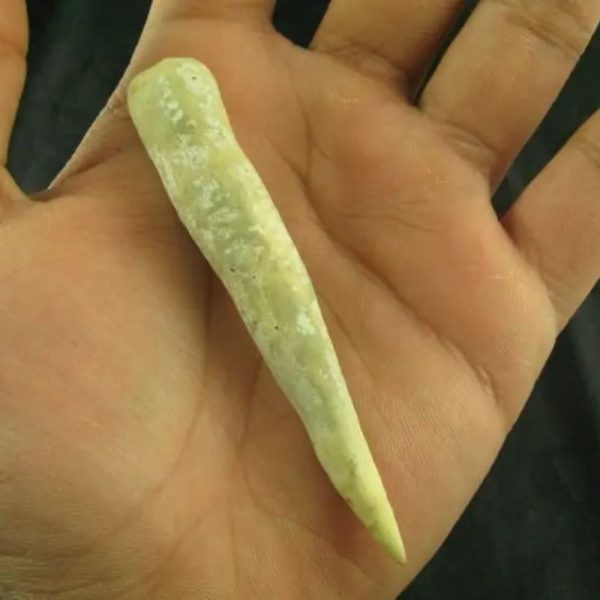 White Tiger Horns - Type F2 - Image 2