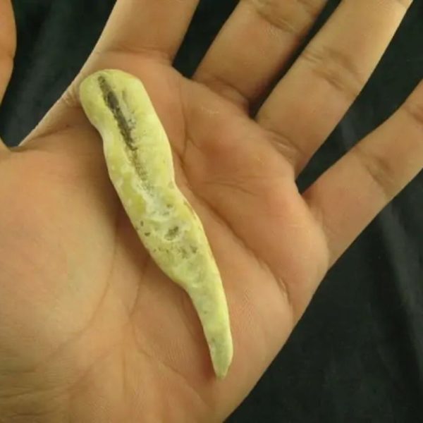 White Tiger Horns - Type F3 - Image 2