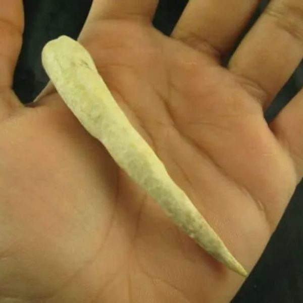 White Tiger Horns - Type F5 - Image 2