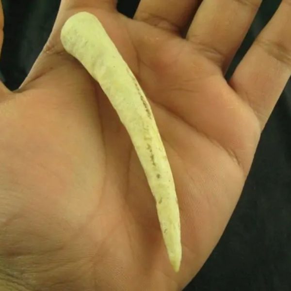 White Tiger Horns - Type G1 - Image 2