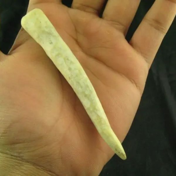 White Tiger Horns - Type G6 - Image 2