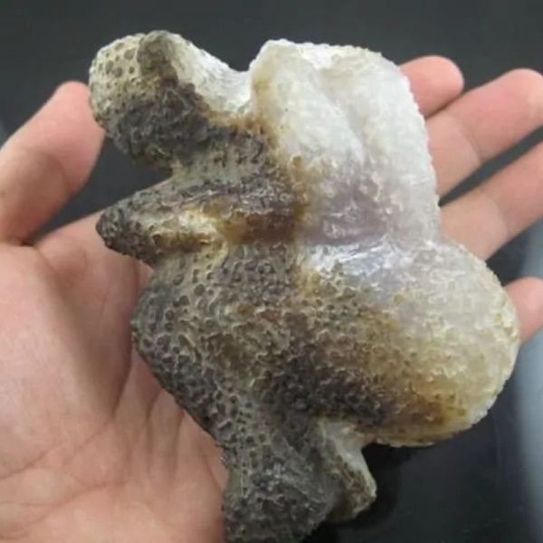 Shaman Fossil - BK 14 - Image 2