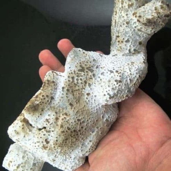 Shaman Fossil - BK 41 - Image 2