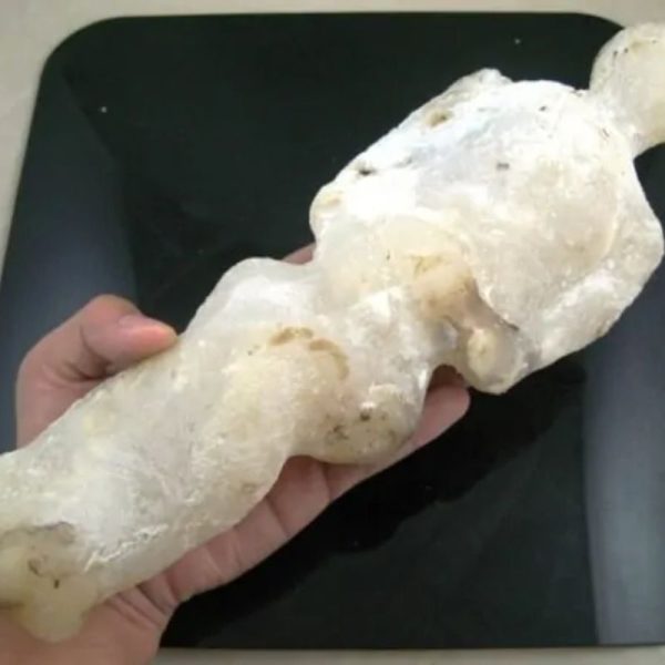 Shaman Fossil - BK 47 - Image 2