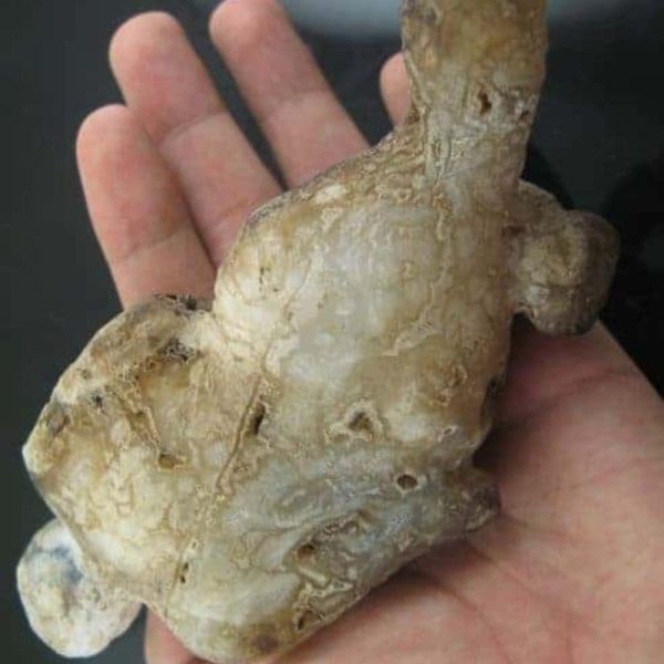 Shaman Fossil - BK 22 - Image 2