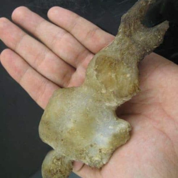 Shaman Fossil - BK 6 - Image 2