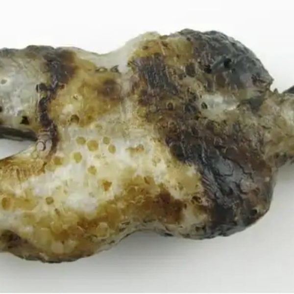 Shaman Fossil - Type A2 - Image 2
