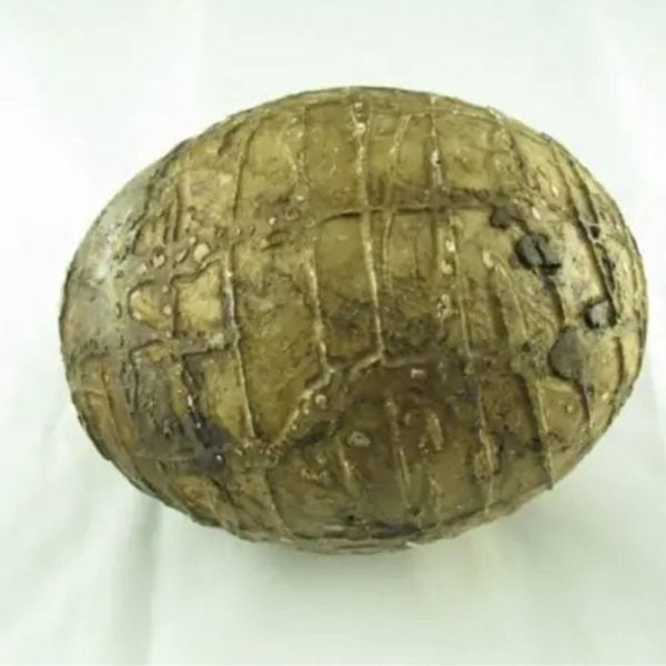 Mountain Belt Pearl - Type A1.2 (Egg Shape) - Image 2