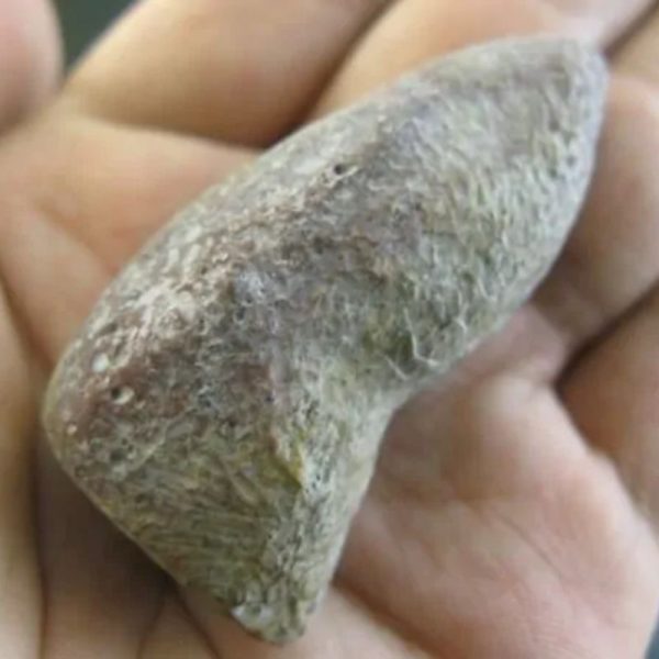 Snake Heart Fossil - Type O2 - Image 2