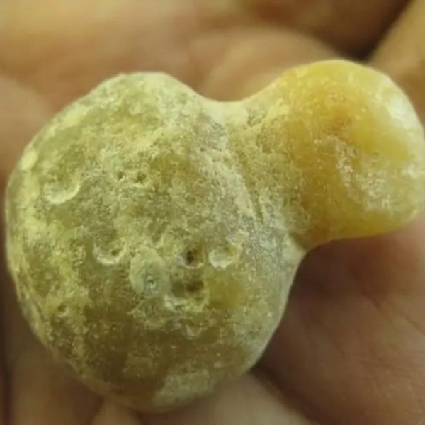 Golden Turtle Heart Fossil - Type A3 - Image 2