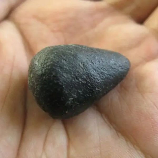 Snake Heart Fossil Type - H2 - Image 2
