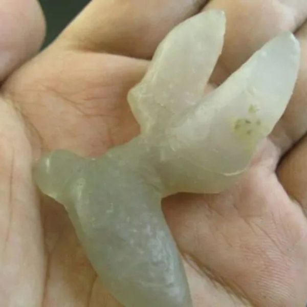 Snake Heart Fossil Type - C7 - Image 2