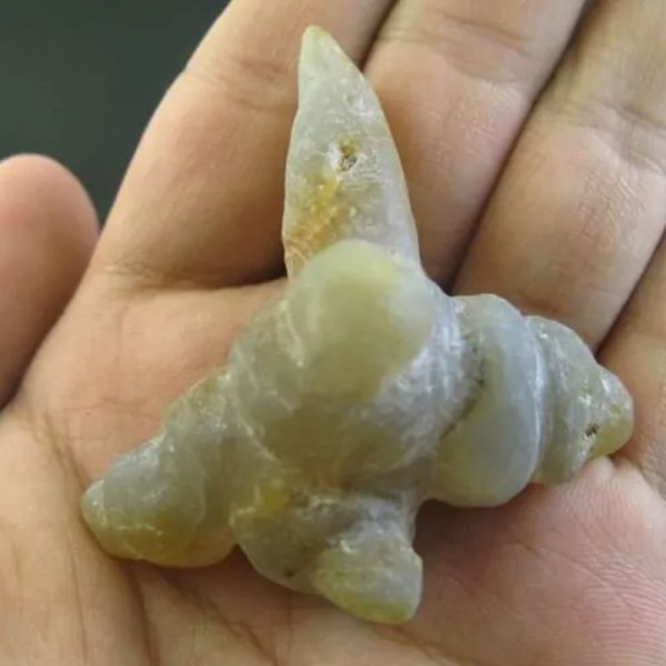 Snake Heart Fossil Type - C6 - Image 2