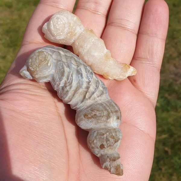 Fossilized Caterpillar - Type A1 - Image 4