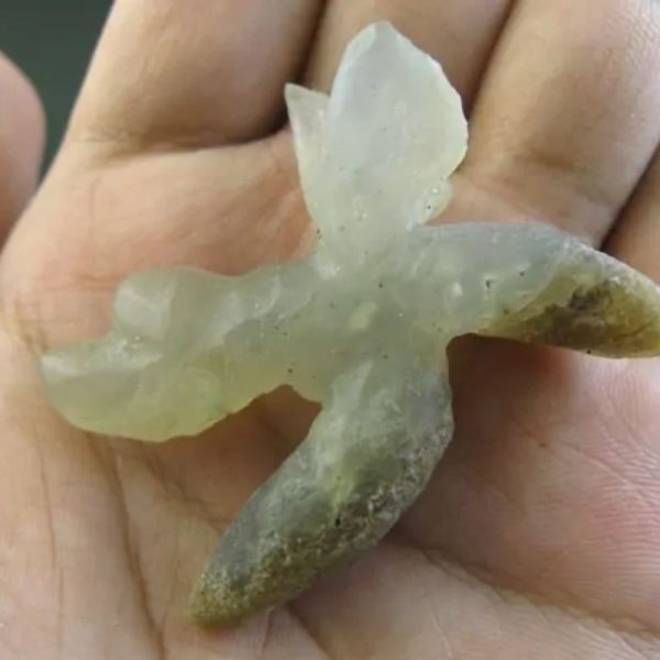 Snake Heart Fossil Type - C5 - Image 2