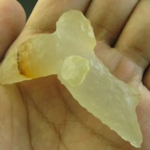 Snake Heart Fossil Type - C3 - Image 2