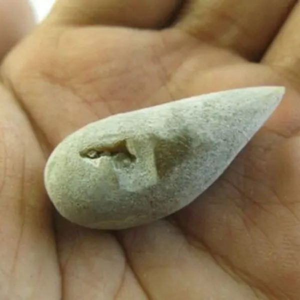 Snake Heart Fossil Type - E6 - Image 2