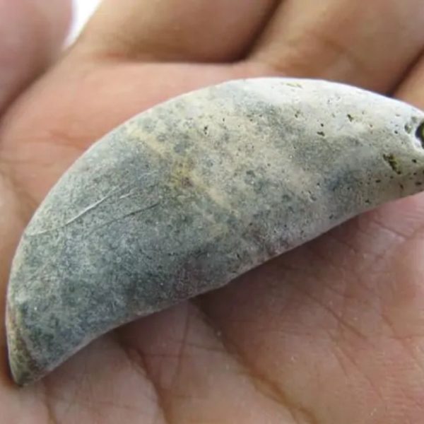 Snake Heart Fossil Type - E5 - Image 2