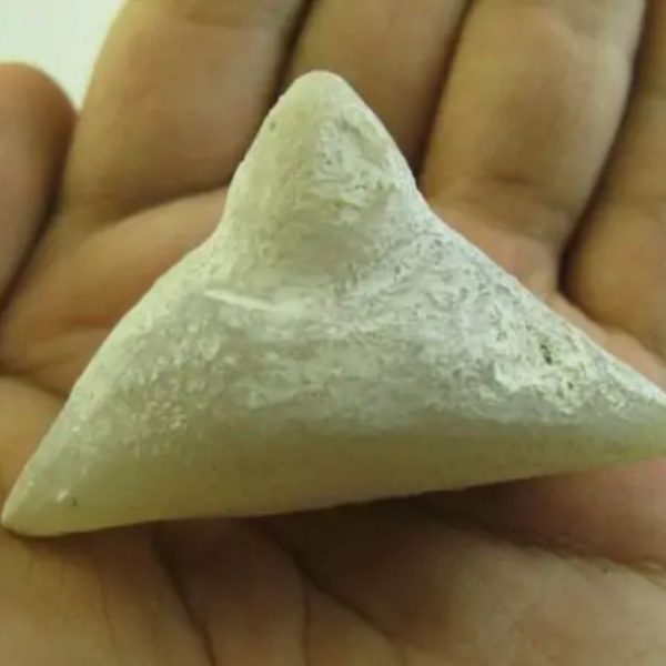 Snake Heart Fossil Type - E2 - Image 2