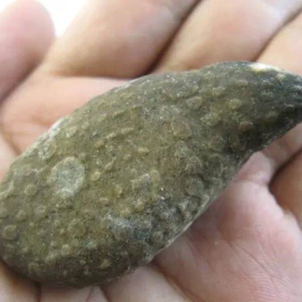 Snake Heart Fossil Type - D5 - Image 2