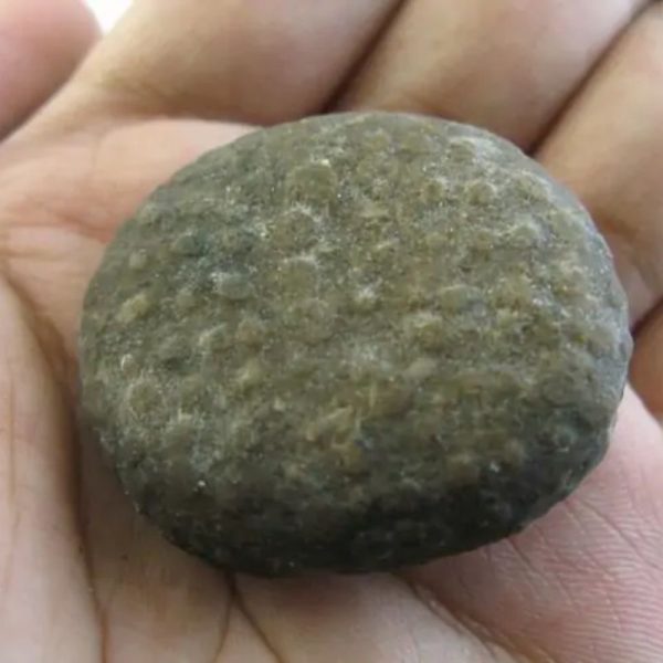 Snake Heart Fossil Type - D4 - Image 2