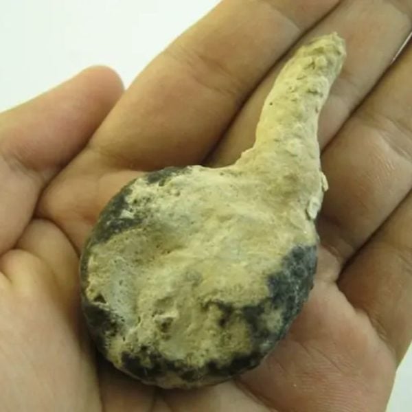 Snake Heart Fossil Type - D3 - Image 2
