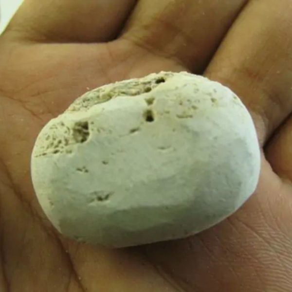 Snake Heart Fossil Type - F6 - Image 2