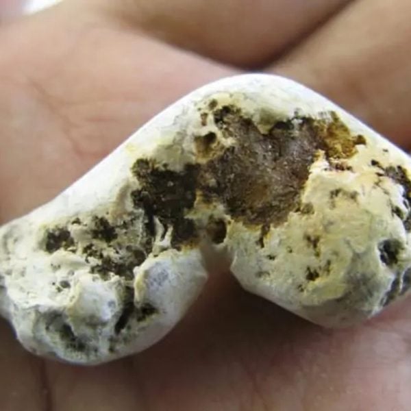 Snake Heart Fossil Type - F4 - Image 2
