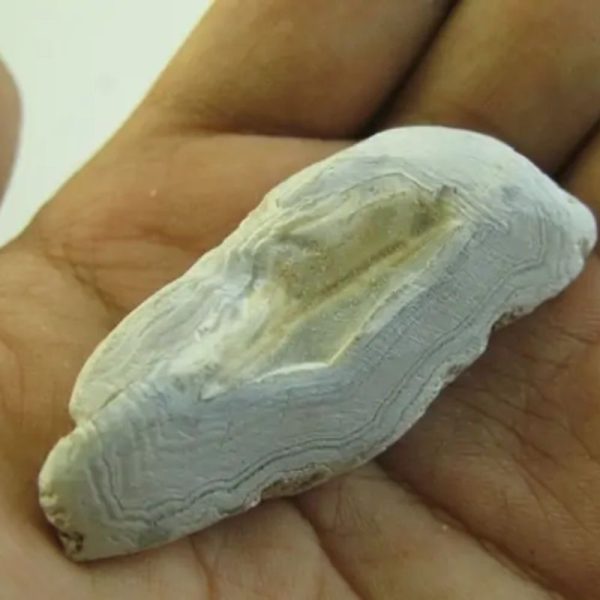 Snake Heart Fossil Type - F2 - Image 2