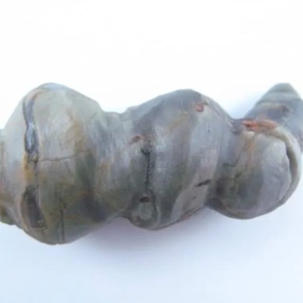 Fossilized Caterpillar - Type A5 - Image 5