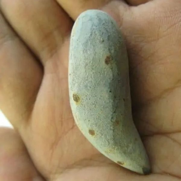 Snake Heart Fossil Type - G7 - Image 2