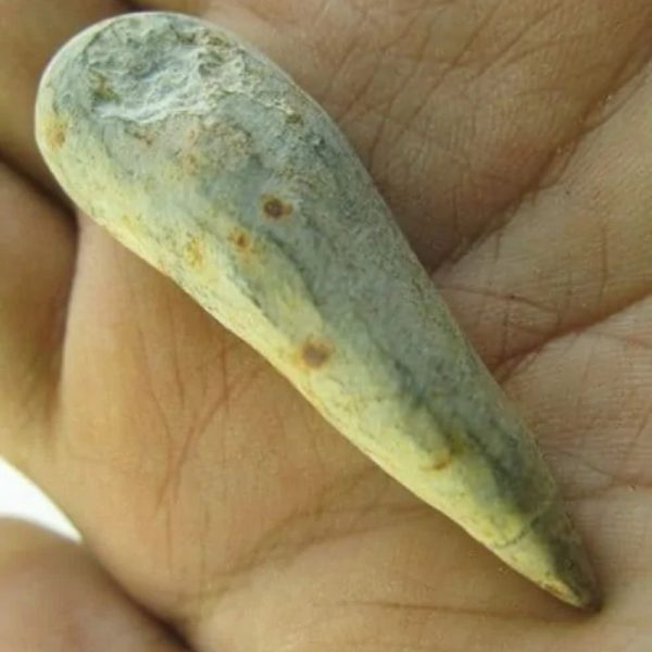 Snake Heart Fossil Type - G6 - Image 2