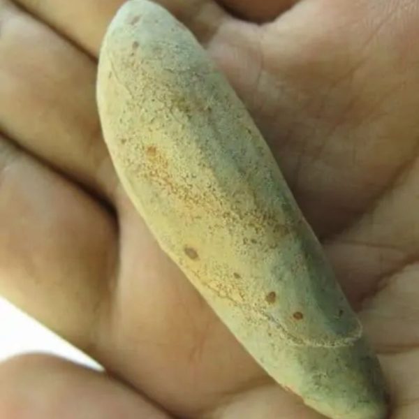 Snake Heart Fossil Type - G3 - Image 2