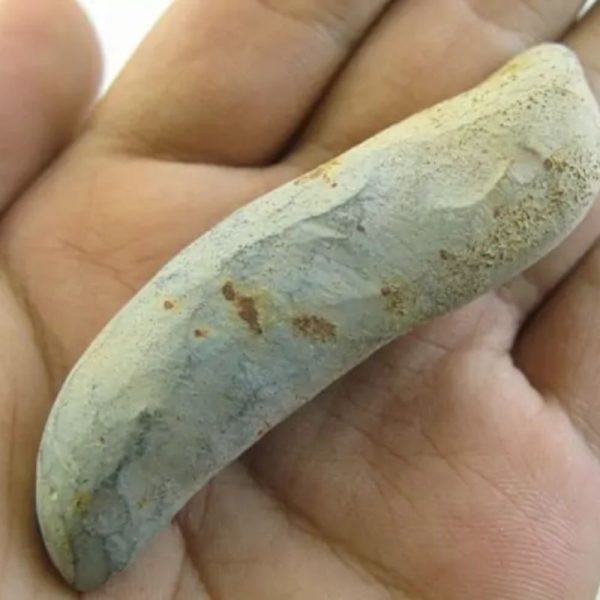 Snake Heart Fossil Type - G2 - Image 2