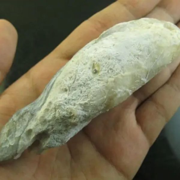 Snake Heart Fossil Type - M2 - Image 2