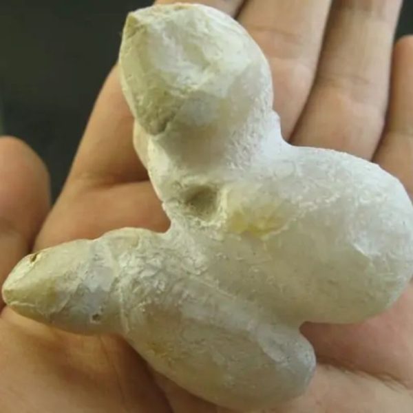 Snake Heart Fossil Type - A2 - Image 2