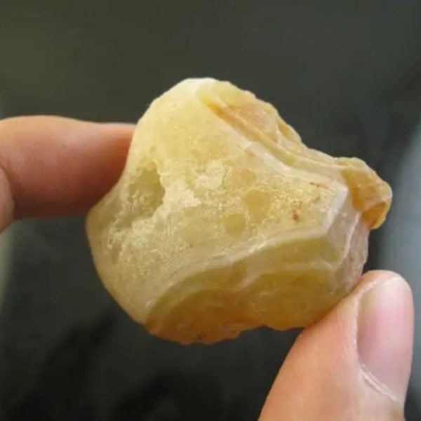 Snake Heart Fossil Type - I1 - Image 2