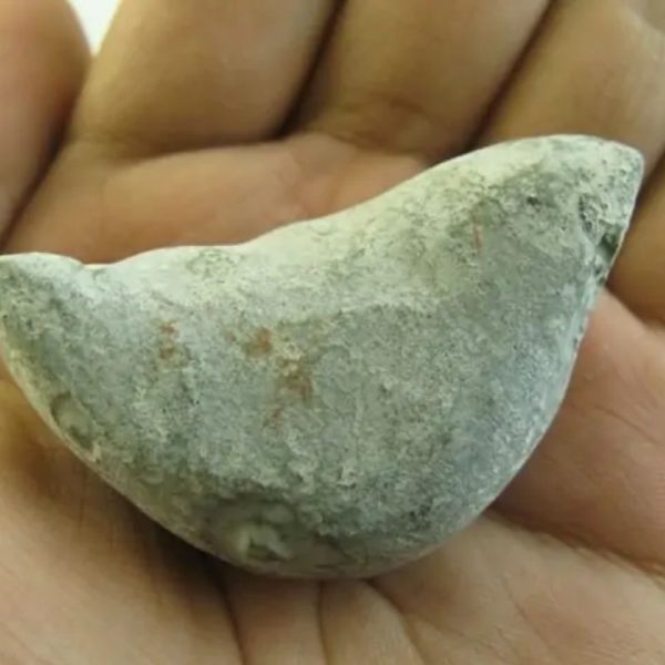 Snake Heart Fossil Type - E1 - Image 2