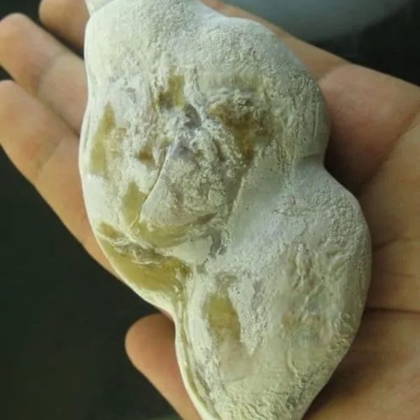 Snake Heart Fossil Type - M1 - Image 2