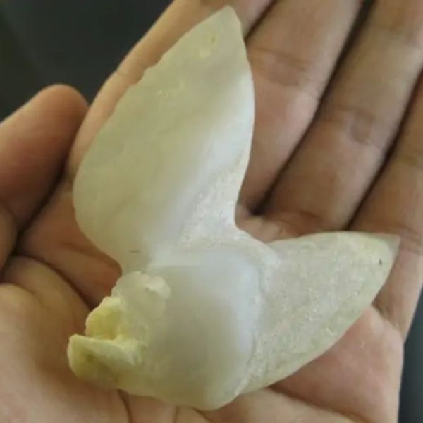 White Dragon Horn - Type G1 - Image 2