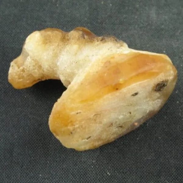 Dragon Horn Fossils (Siluman) - Type E5 - Image 2