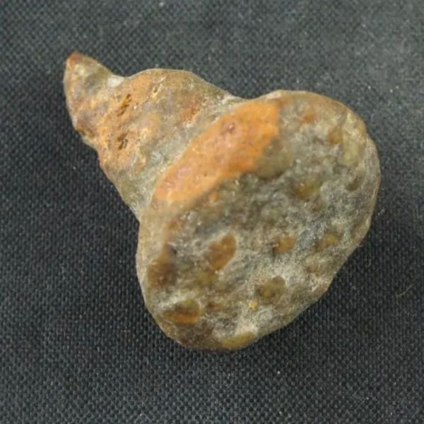 Dragon Horn Fossils (Siluman)  - Type E8 - Image 2