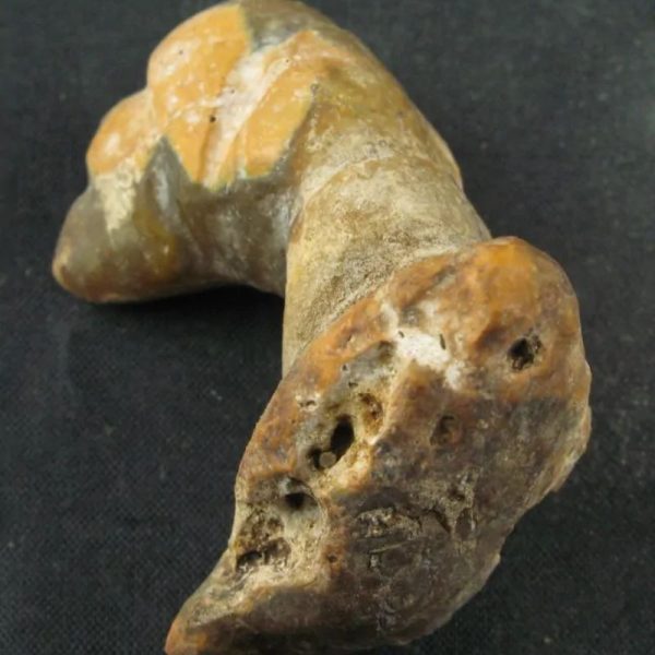 Dragon Horn Fossil (Siluman) - Type G1 - Image 2